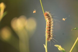 (切了几个西瓜游戏)深入解析切了个切游戏，玩法、特色、FAQ及未来展望