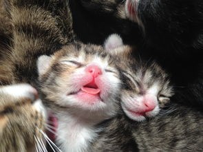 (疾风猎人阵容搭配推荐)疾风猎人2024年最新消息解析,未来户外运动的新趋势