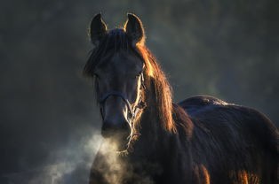 (斗魂龙骑手游下载)斗魂龙骑手游，探索奇幻世界，领略骑战激情