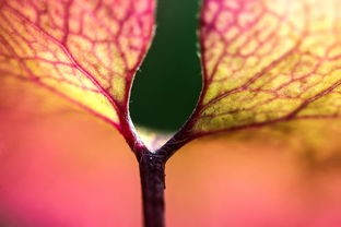 (神奇生物学中文下载)神奇生物学，探索未知领域的科学前沿