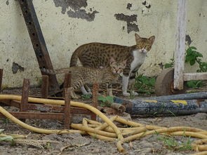 (逃离动物岛白猫番外攻略大全)逃离动物岛，白猫番外攻略详解与深度分析