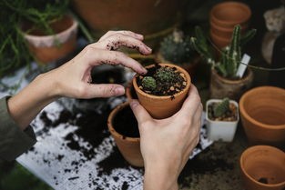 (植物大战僵尸经典版视频)植物大战僵尸经典版，一场趣味与策略并存的植物保卫战